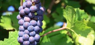 Beskrivning och funktioner av Pinot Noir-druvor, historia och regler för jordbruksteknik