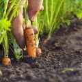 Comment traiter les pucerons sur les carottes avec des remèdes populaires, comment traiter