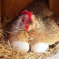 Kodėl vištos žiemą blogai skuba, ką daryti ir kaip maitinti, kad kiaušiniai būtų geresni