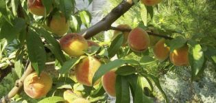 Donecko geltonųjų persikų veislės charakteristikos ir aprašymas, sodinimas ir priežiūra