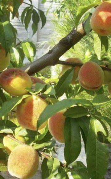 Ciri-ciri dan penerangan mengenai varietas, penanaman dan pemeliharaan buah persik kuning Donetsk