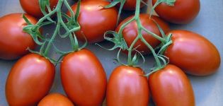 Charakteristika a opis odrody paradajok Roma, jej výnos