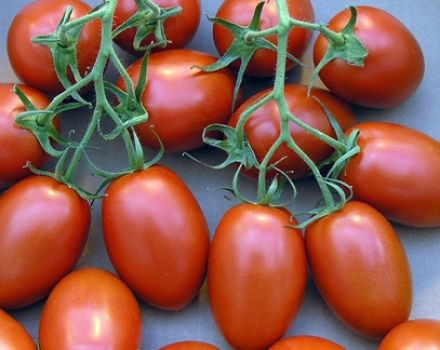 Egenskaper och beskrivning av tomatsorten Roma, dess utbyte