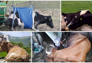 Jak vychovávat krávu bez navijáku po stanovení, symptomech a léčbě