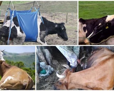 Hur man fostrar upp en ko utan vinsch efter nedläggning, symtom och behandling
