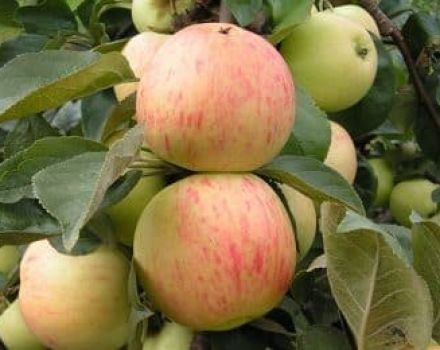 Beskrivning och egenskaper för äppelsorten Yubilyar, plantering, odling och skötsel