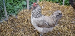 Beschreibung und Eigenschaften der Ameraukan-Hühnerrasse, Zuchtmerkmale