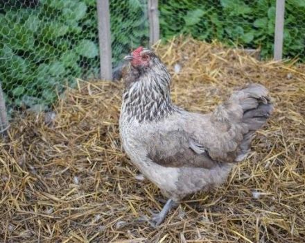 Description and characteristics of the breed of chickens Ameraukana, breeding features