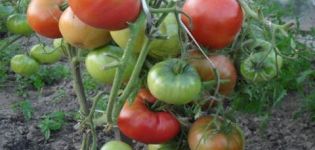 Champion EM pomidorų veislės charakteristikos ir aprašymas, derlius