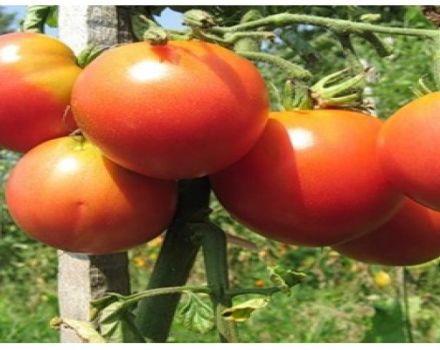 Opis sorte rajčice Nocturne, preporuke za uzgoj