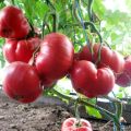 Pomidorų veislės „Pink Honey“ ir jo derlingumo savybės ir aprašymas
