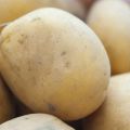 Beskrivning av potatissorten Meteor, funktioner för odling och skötsel