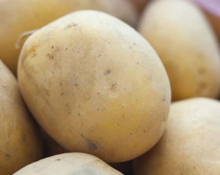 Kartupeļu šķirnes Meteor apraksts, audzēšanas un kopšanas iezīmes