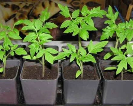 När och hur man transplanterar tomatplantor i krukor