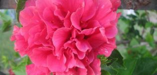 Terry hibiscus veislių aprašymas, sodinimas, auginimas ir priežiūra
