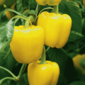 Beschrijving van variëteiten van gele paprika's en hun kenmerken