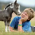 Опис пасмина мини коња и правила неге, најмањи појединци на свету