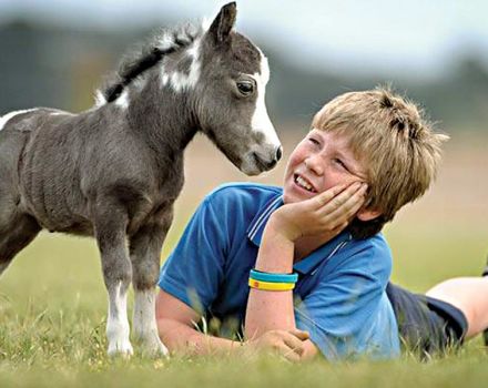 Descripció de races de mini-cavalls i normes de cura, els individus més petits del món