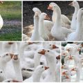 Description and characteristics of Danish Legard geese breed, breeding rules