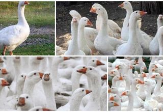 Description and characteristics of Danish Legard geese breed, breeding rules