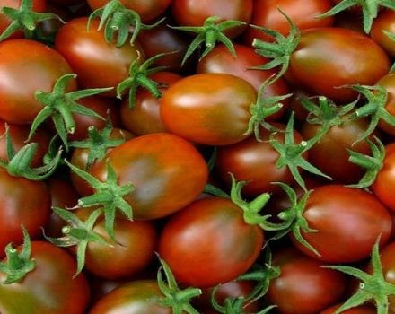 Pomidorų veislės „Emperor“ aprašymas, auginimo ir priežiūros ypatybės