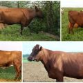 Bestuževo veislės karvių aprašymas ir charakteristikos, laikymo taisyklės