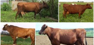 Опис и карактеристике крава пасмине Бестузхев, придржавање правила