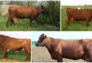 Description et caractéristiques des vaches de la race Bestuzhev, règles de maintien