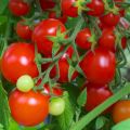 Características y descripción de la variedad de tomate Intuition, su rendimiento.