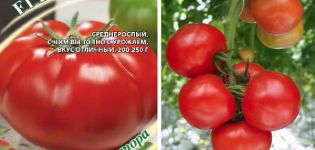 Beskrivning av tomatsorten Kasatik och funktionerna i dess odling