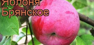 Beskrivelse og sorter af Bryanskoe æbletræer, regler for beplantning og pleje