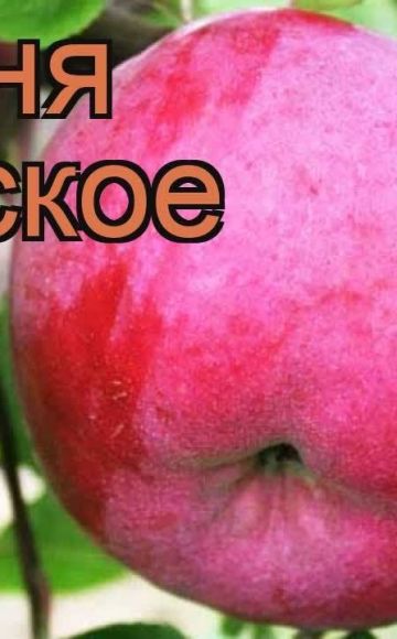 Description and varieties of Bryanskoe apple trees, planting and care rules