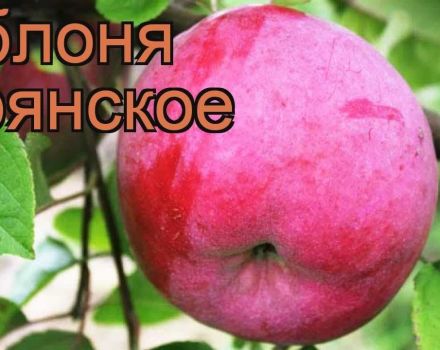 Beskrivning och sorter av Bryanskoe äppelträd, planterings- och vårdregler