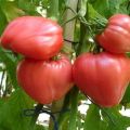 Egenskaper och beskrivning av tomatsorten Hallon honung