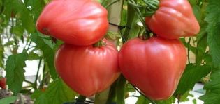 Svojstva i opis sorte rajčice Malina med