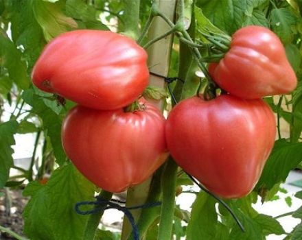 Pomidorų veislės aviečių medus charakteristikos ir aprašymas