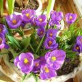 How to grow crocuses at home, planting and care in a pot