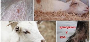 Ožkų kerpių simptomai ir gydymo metodai, prevencijos metodai
