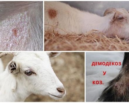 Симптоми и методе лечења лишајева код коза, методе превенције