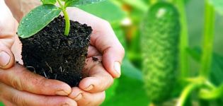 Hur och när man planterar gurkaplantor ordentligt i öppen mark