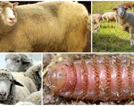 Opis a príznaky estrózy oviec, parazitológie a liečebné metódy