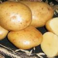 Popis odrůdy brambor Gala, vlastnosti pěstování a péče