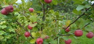 Caratteristiche e descrizione della varietà di mele Tellissaare, tempi di fruttificazione e resistenza alle malattie