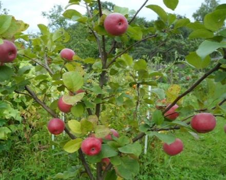 Caractéristiques et description de la variété de pomme Tellissaare, temps de fructification et résistance aux maladies