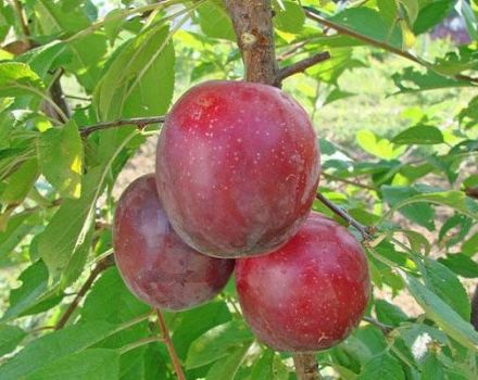Description of the cherry plum variety July Rose, pollinators, planting and care