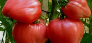 Charakteristika a opis odrody paradajok Big Mommy, jej výnos