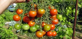 Descrizione della varietà di pomodoro Decembrist e delle sue caratteristiche