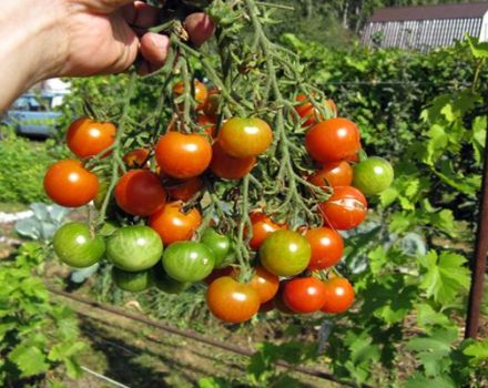 Pomidorų veislės Decembrist aprašymas ir jo savybės