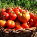 Gennemgang af de bedste tomatsorter i Vitebsk-regionen