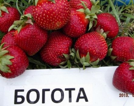 Beschreibung und Eigenschaften von Bogota-Erdbeeren, Pflanzen und Pflege